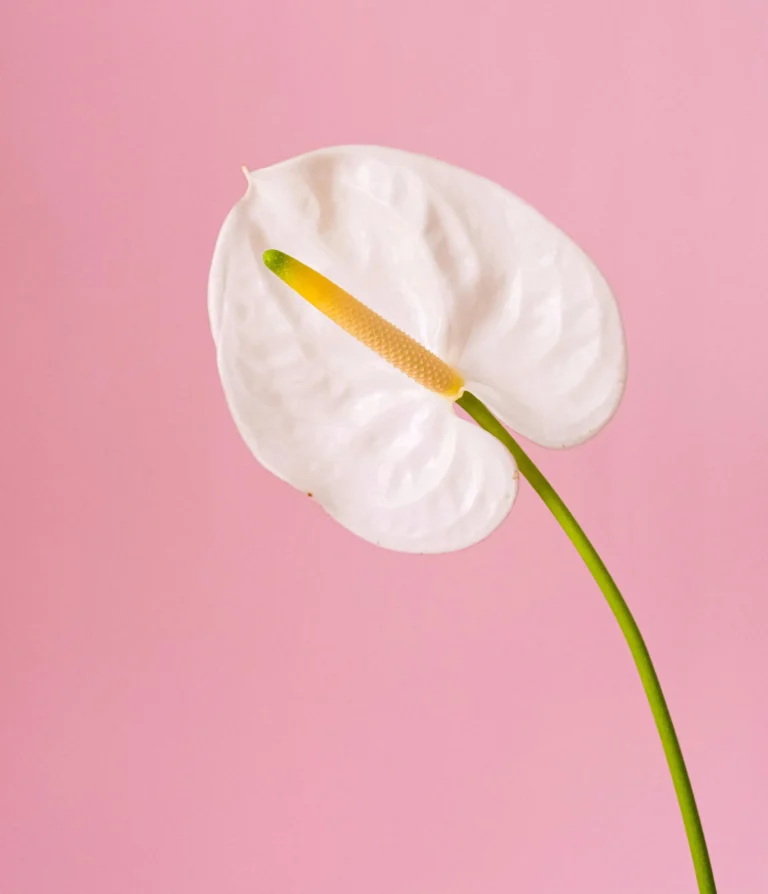 menopausia-suelo-pelvico-sintomas-tratamiento